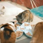 How to Spot and Treat Digestive Problems in Cats