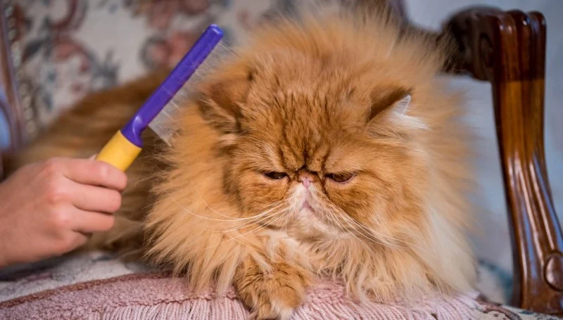 How to Keep Your Pet’s Coat Free from Mats and Tangles