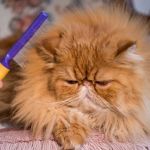 How to Keep Your Pet’s Coat Free from Mats and Tangles