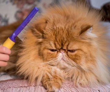 How to Keep Your Pet’s Coat Free from Mats and Tangles