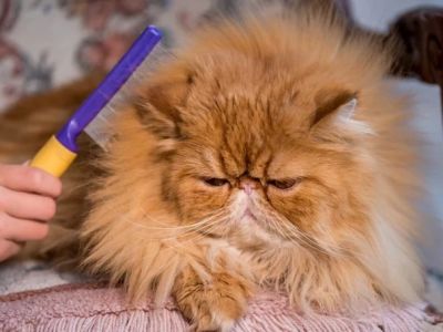 How to Keep Your Pet’s Coat Free from Mats and Tangles