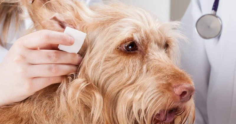 How to Recognize and Treat Ear Infections in Pets