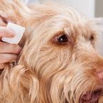 How to Recognize and Treat Ear Infections in Pets