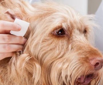 How to Recognize and Treat Ear Infections in Pets