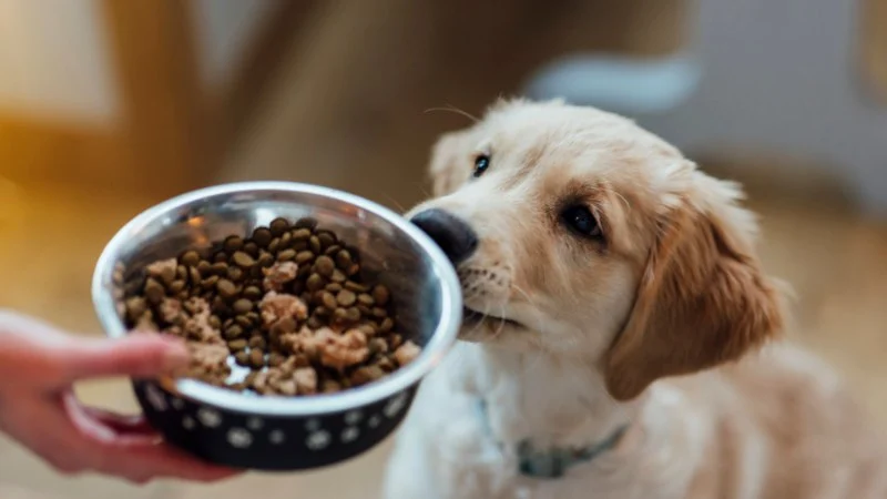 How to Choose the Best Pet Food for Allergies or Sensitivities