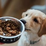How to Choose the Best Pet Food for Allergies or Sensitivities