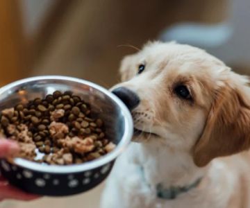 How to Choose the Best Pet Food for Allergies or Sensitivities