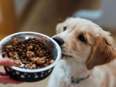 How to Choose the Best Pet Food for Allergies or Sensitivities
