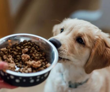 How to Choose the Best Pet Food for Allergies or Sensitivities