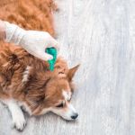 How to Prevent and Treat Parasites in Pets