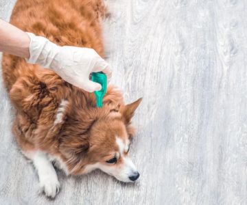 How to Prevent and Treat Parasites in Pets