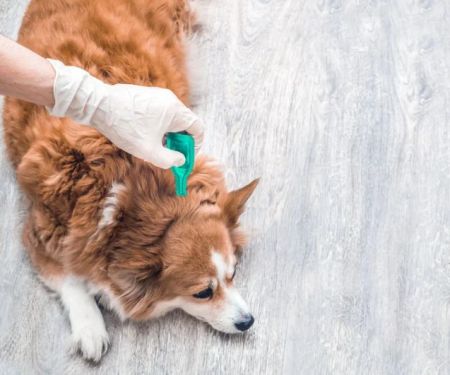 How to Prevent and Treat Parasites in Pets