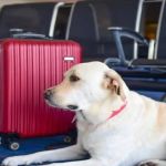 Traveling with Pets: Tips for a Safe and Comfortable Journey