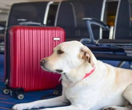 Traveling with Pets: Tips for a Safe and Comfortable Journey