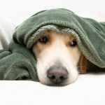 How to Provide Comfort for Pets with Cancer