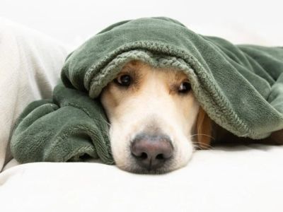 How to Provide Comfort for Pets with Cancer