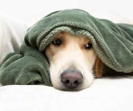 How to Provide Comfort for Pets with Cancer