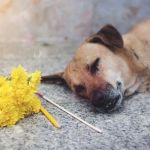 How to Help Your Pet Cope with the Loss of a Companion