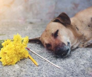 How to Help Your Pet Cope with the Loss of a Companion