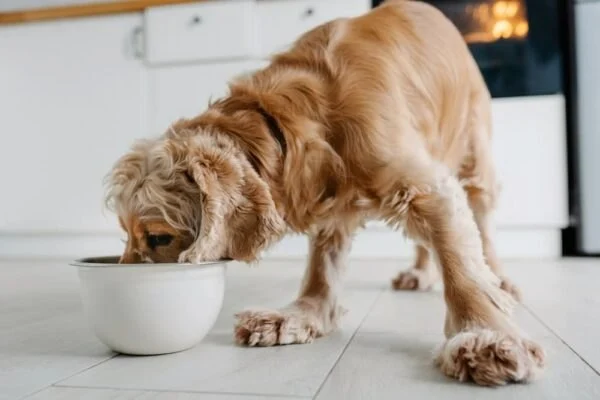How to Spot and Treat Allergies Caused by Food in Pets