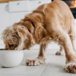 How to Spot and Treat Allergies Caused by Food in Pets