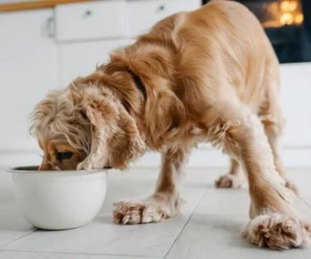 How to Spot and Treat Allergies Caused by Food in Pets