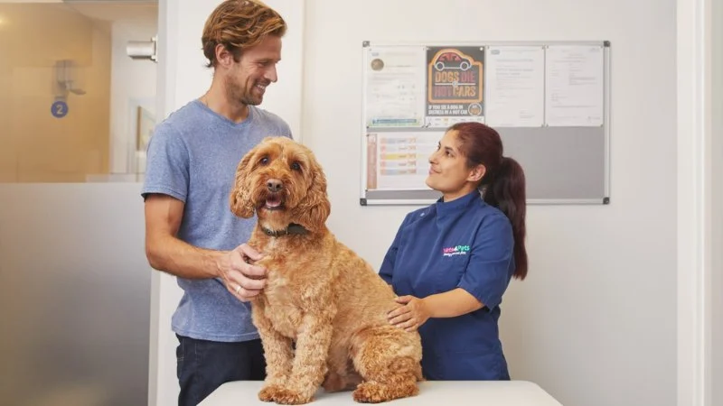 How to Manage Your Pet’s Health with the Right Supplements