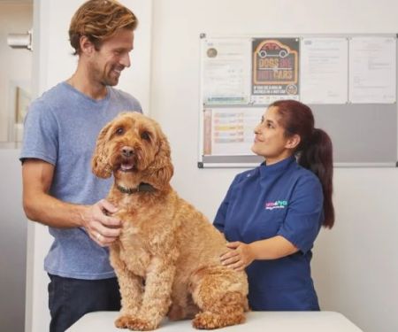 How to Manage Your Pet’s Health with the Right Supplements