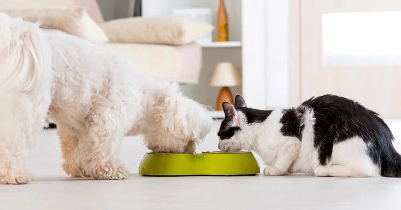 How to Prevent and Treat Pet Allergies to Food and Environment