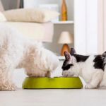 How to Prevent and Treat Pet Allergies to Food and Environment
