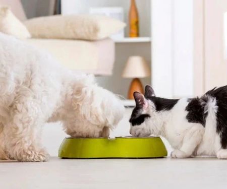 How to Prevent and Treat Pet Allergies to Food and Environment
