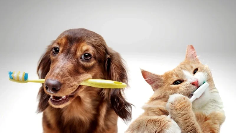Understanding Pet Dental Health: Why Oral Care Matters