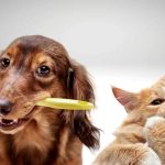 Understanding Pet Dental Health: Why Oral Care Matters