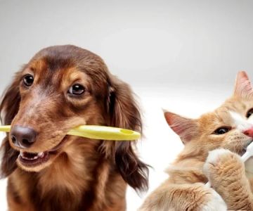Understanding Pet Dental Health: Why Oral Care Matters
