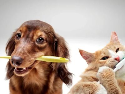 Understanding Pet Dental Health: Why Oral Care Matters