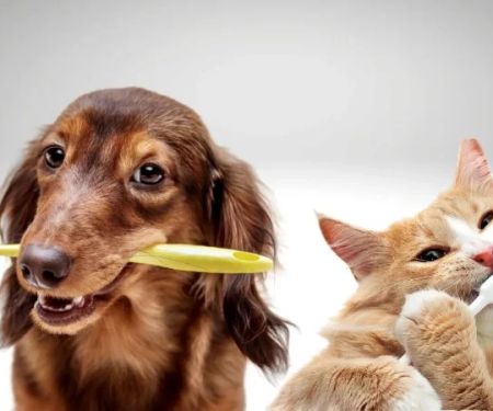 Understanding Pet Dental Health: Why Oral Care Matters