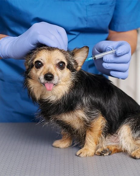 The Importance of Regular Parasite Prevention for Your Pets
