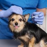 The Importance of Regular Parasite Prevention for Your Pets