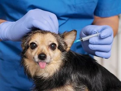 The Importance of Regular Parasite Prevention for Your Pets