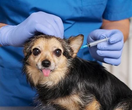 The Importance of Regular Parasite Prevention for Your Pets