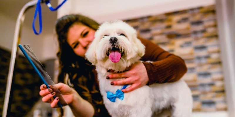 Understanding Pet Grooming Tools: What You Need for Effective Care