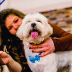 Understanding Pet Grooming Tools: What You Need for Effective Care