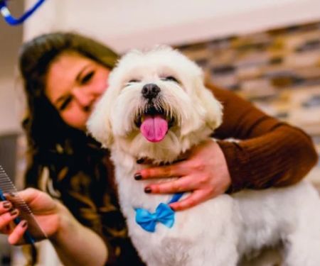 Understanding Pet Grooming Tools: What You Need for Effective Care