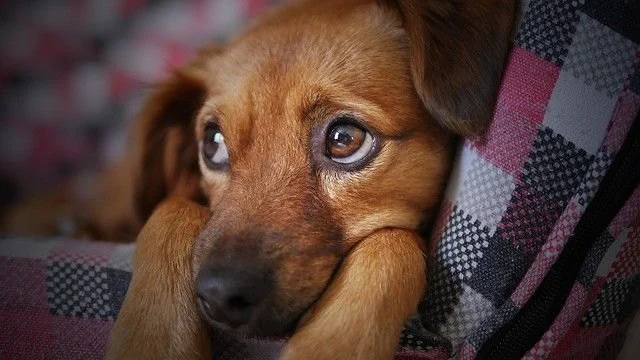 How to Spot and Treat Stress-Related Symptoms in Pets