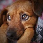 How to Spot and Treat Stress-Related Symptoms in Pets