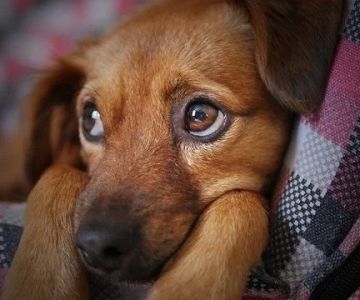 How to Spot and Treat Stress-Related Symptoms in Pets