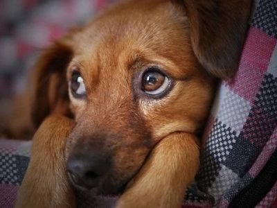 How to Spot and Treat Stress-Related Symptoms in Pets
