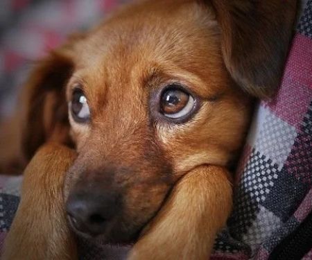 How to Spot and Treat Stress-Related Symptoms in Pets