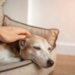 How to Recognize and Treat Anemia in Pets