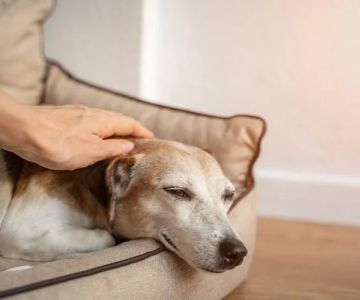 How to Recognize and Treat Anemia in Pets